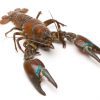 Photo of a live crayfish on white background